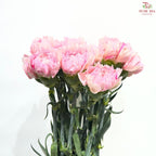 Carnation《康乃馨》