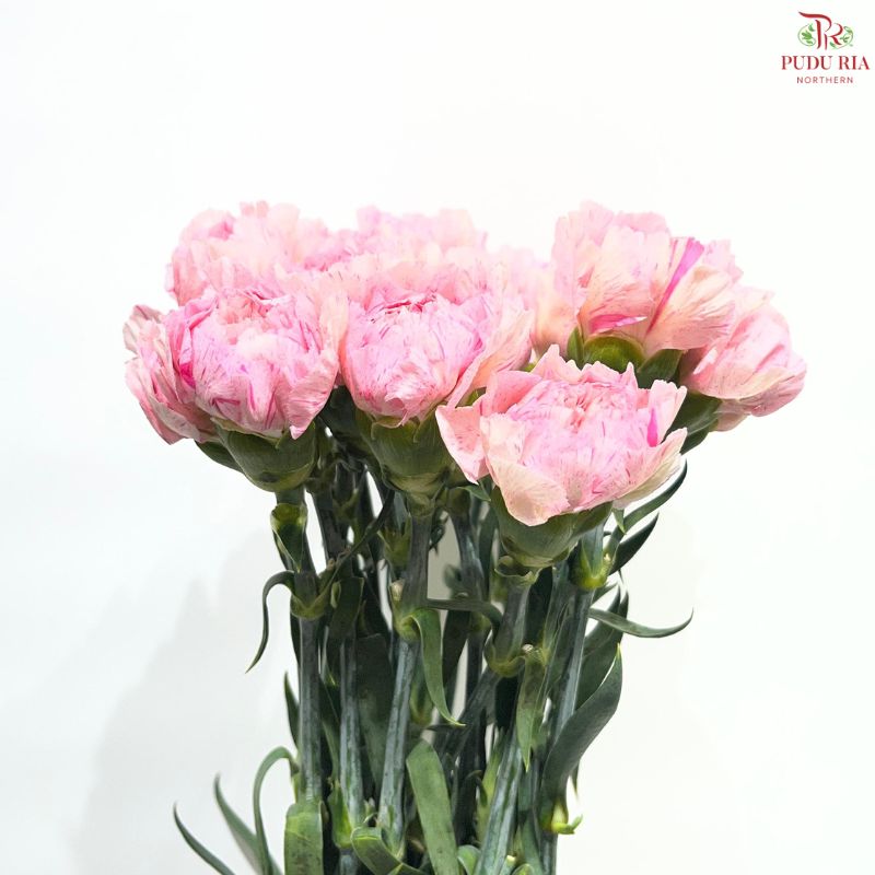 Carnation《康乃馨》