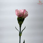 Carnation《康乃馨》