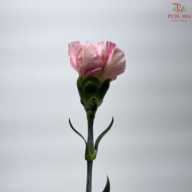 Carnation《康乃馨》