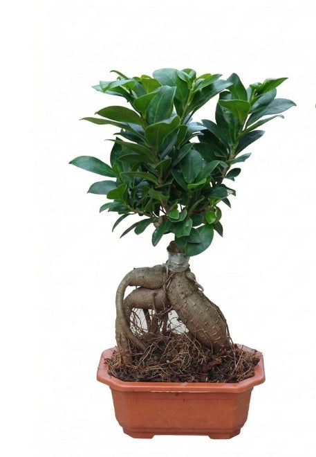 Ficus Microcarpa P16 HW《人参榕》
