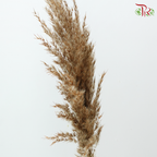 Dry Wild Pampas Grass