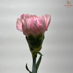 Carnation《康乃馨》