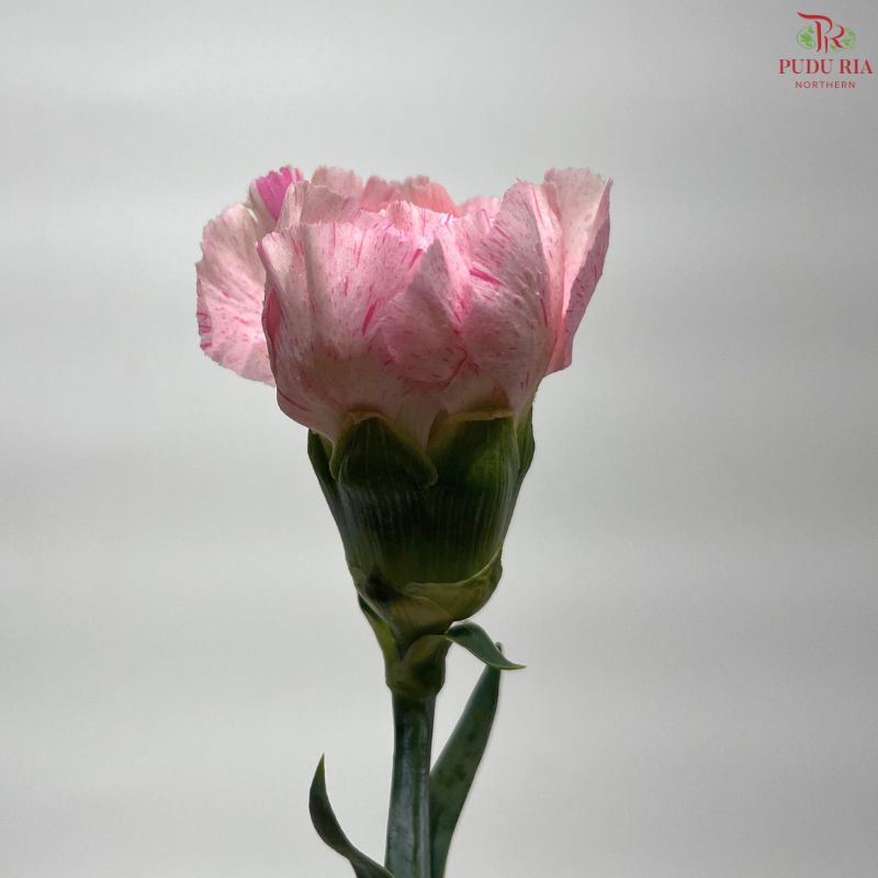 Carnation《康乃馨》