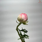 Ranunculus Cloni