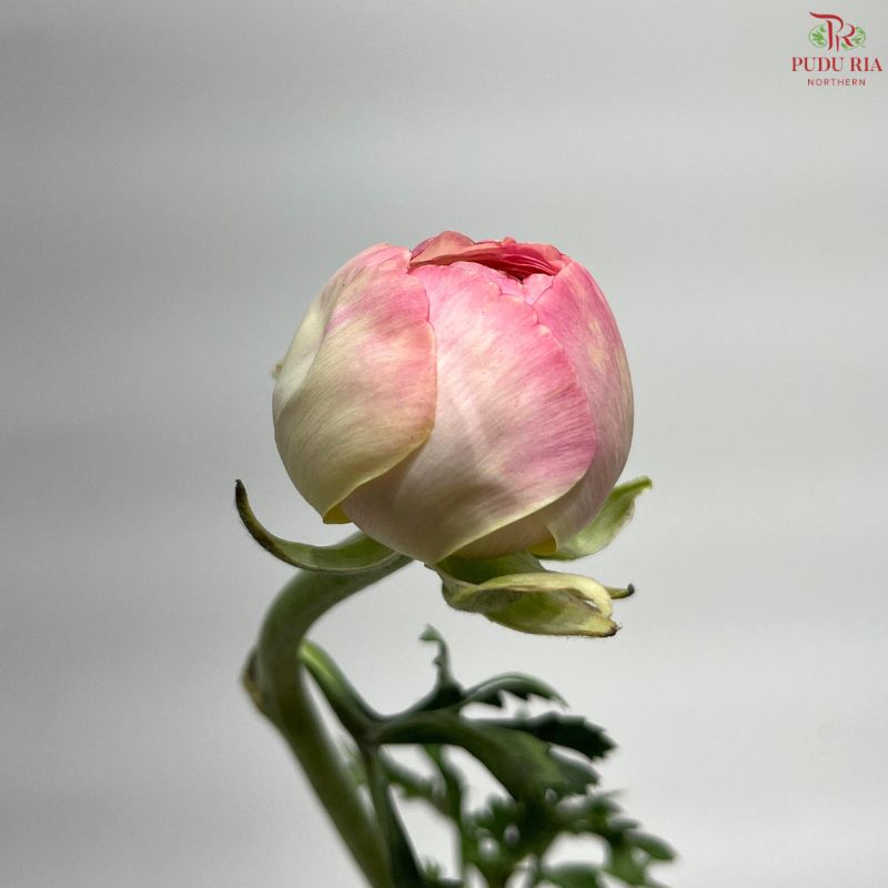 Ranunculus Cloni