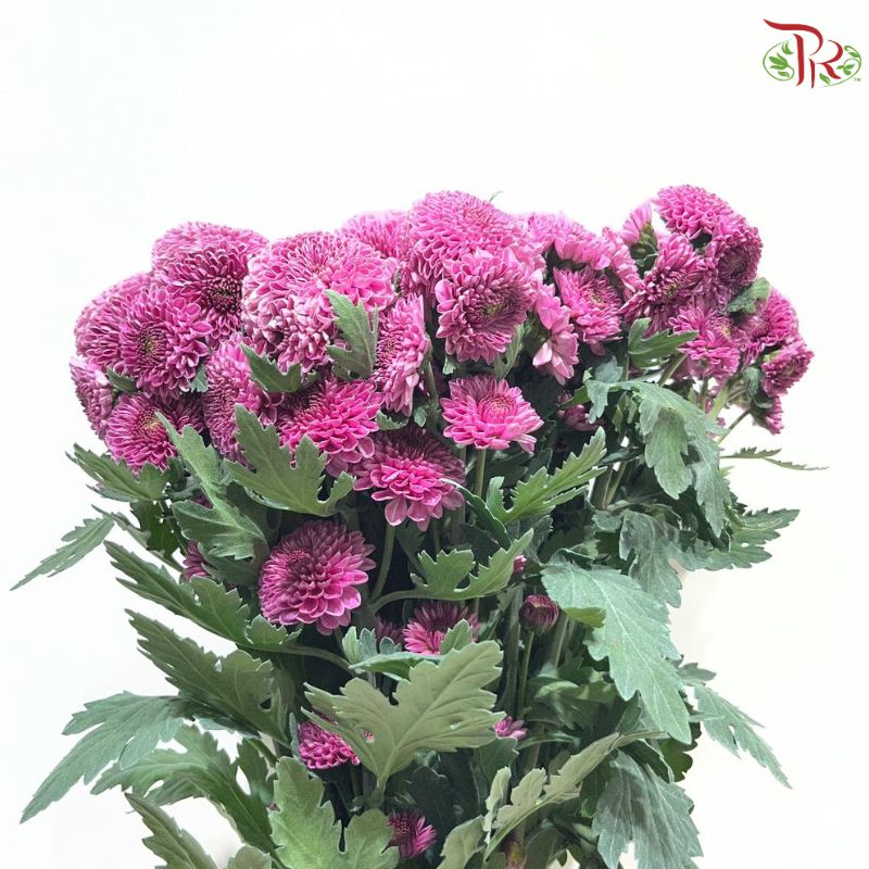 Chrysanthemum Pompom