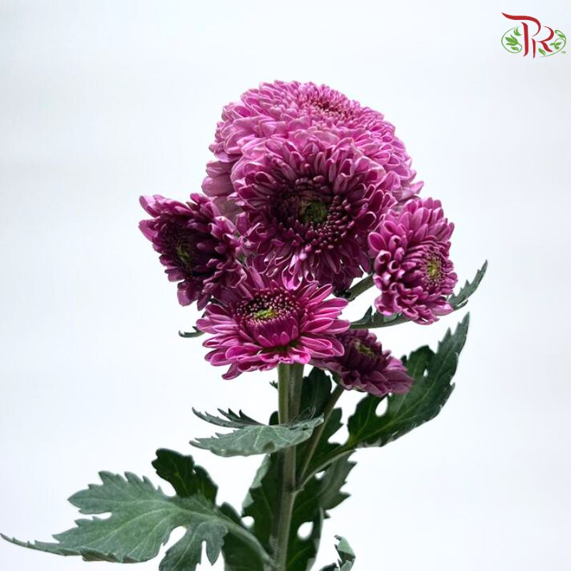 Chrysanthemum Pompom