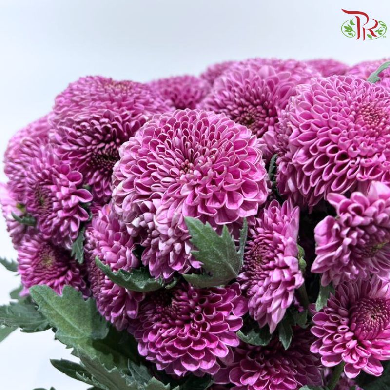 Chrysanthemum Pompom