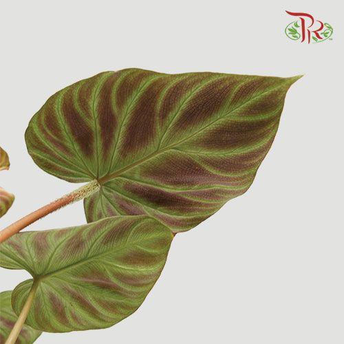 Philodendron Verrucosum (1 spike/branch)  《荧光蔓绿绒》 - Pudu Ria Florist