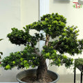 Podocarpus 罗汉松《金钻》