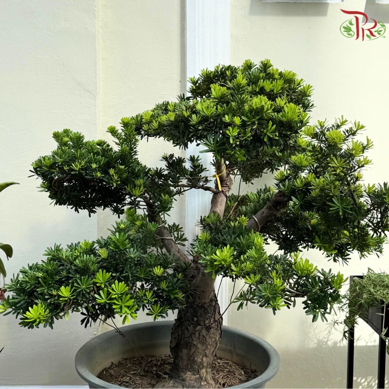 Podocarpus 罗汉松《金钻》