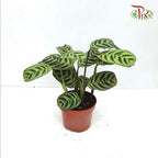 Ctenanthe Burle-marx 《柳眉竹芋》 - Pudu Ria Florist