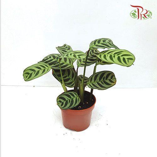 Ctenanthe Burle-marx 《柳眉竹芋》 - Pudu Ria Florist