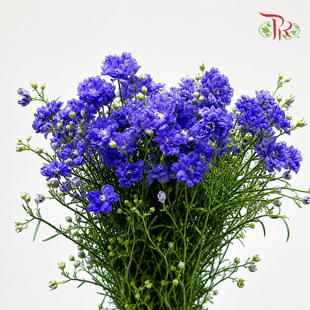 Mini Delphinium Double Petals