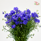 Mini Delphinium Double Petals