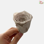 8 Blooms Preserved Rose