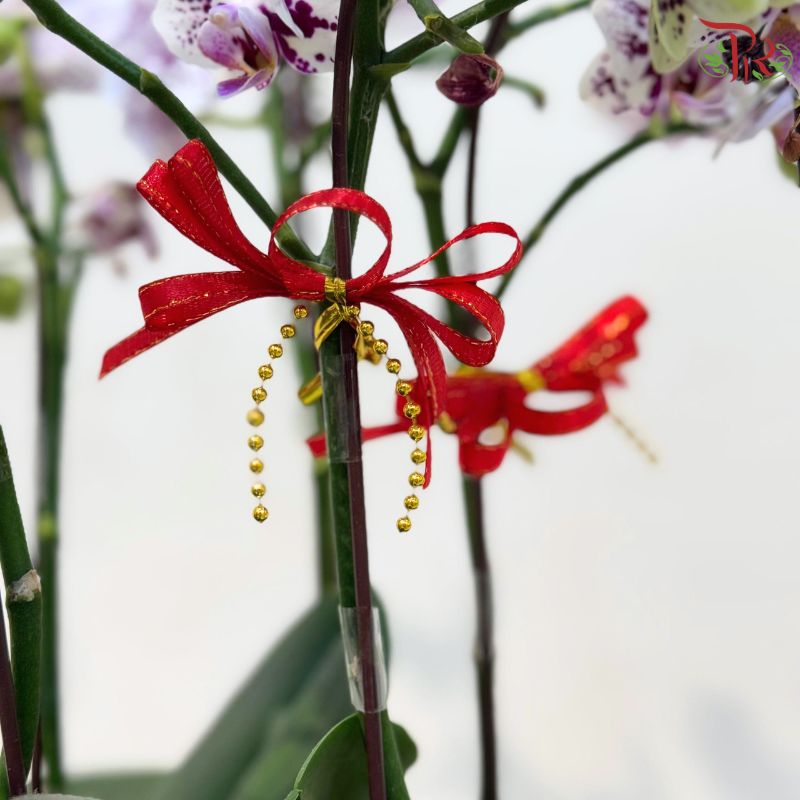 CNY Ribbon
