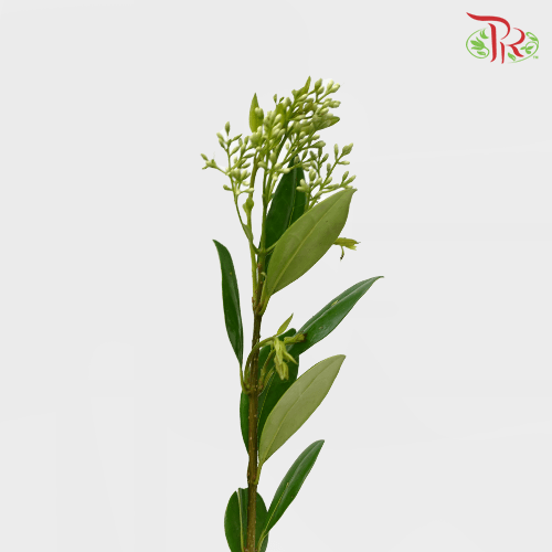 Ficus Benjamina - Pudu Ria Florist