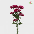 Chrysanthemum Pompom - Daisy Purple Mix (12 Stems) - Pudu Ria Florist