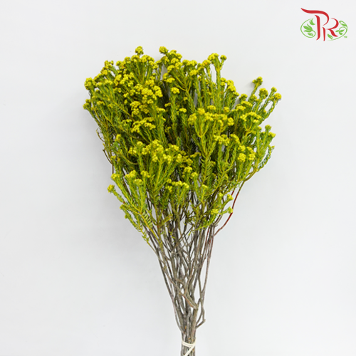 Phylica Pinea Cerise - Yellow (Per Bunch) - Pudu Ria Florist