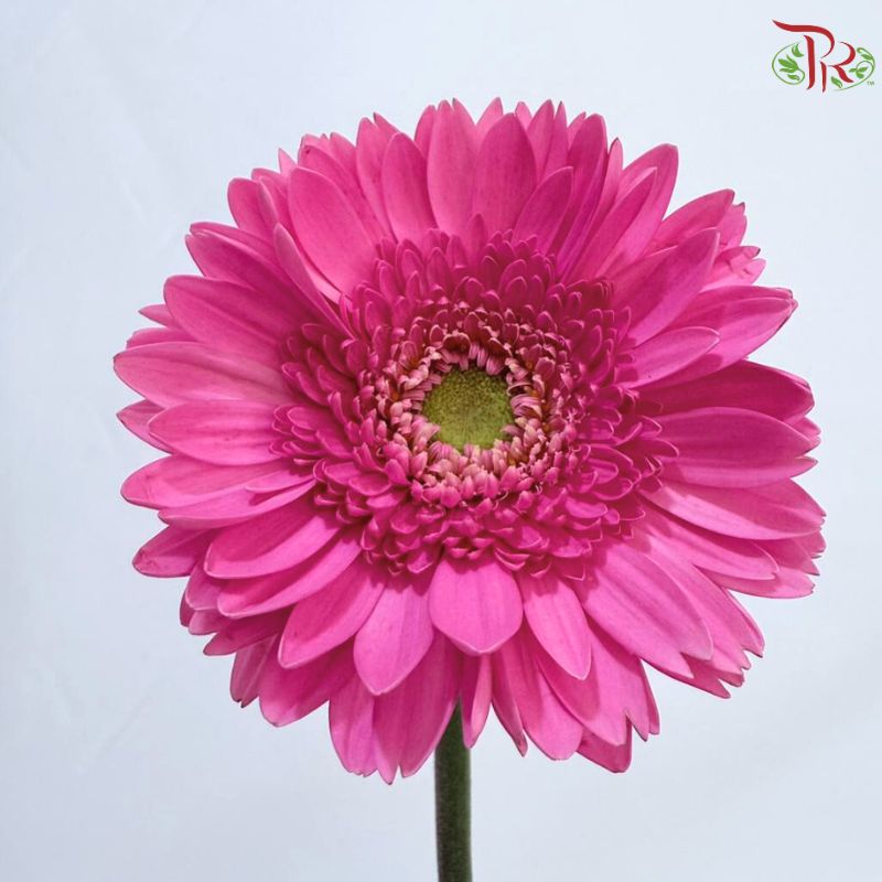 Gerbera