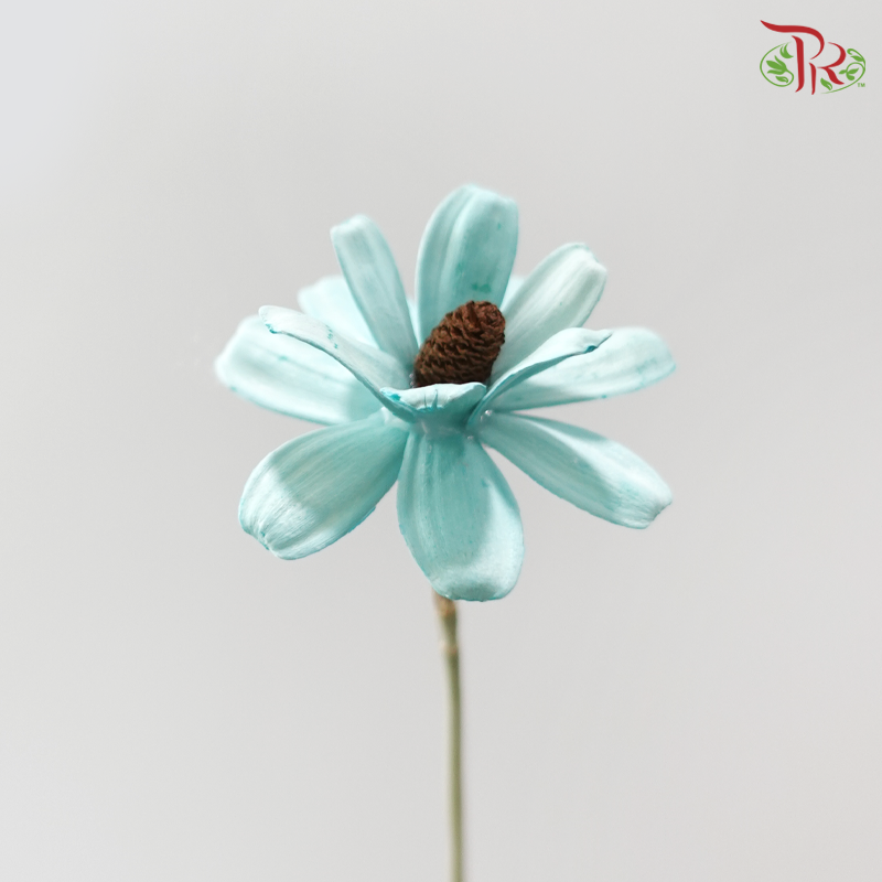 Dried Sunflower Seed Flower