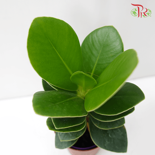 Clusia Rosea《書帶木》 - Pudu Ria Florist