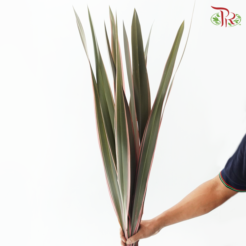 Sisal Hemp《剑麻叶》