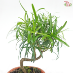 Podocarpus S《罗汉松》