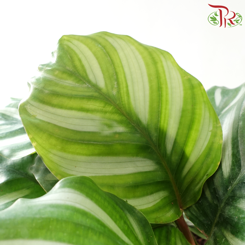 Calathea Rotundifolia Fasciata J01《彩苹果竹芋》 – Pudu Ria Florist (Northern)