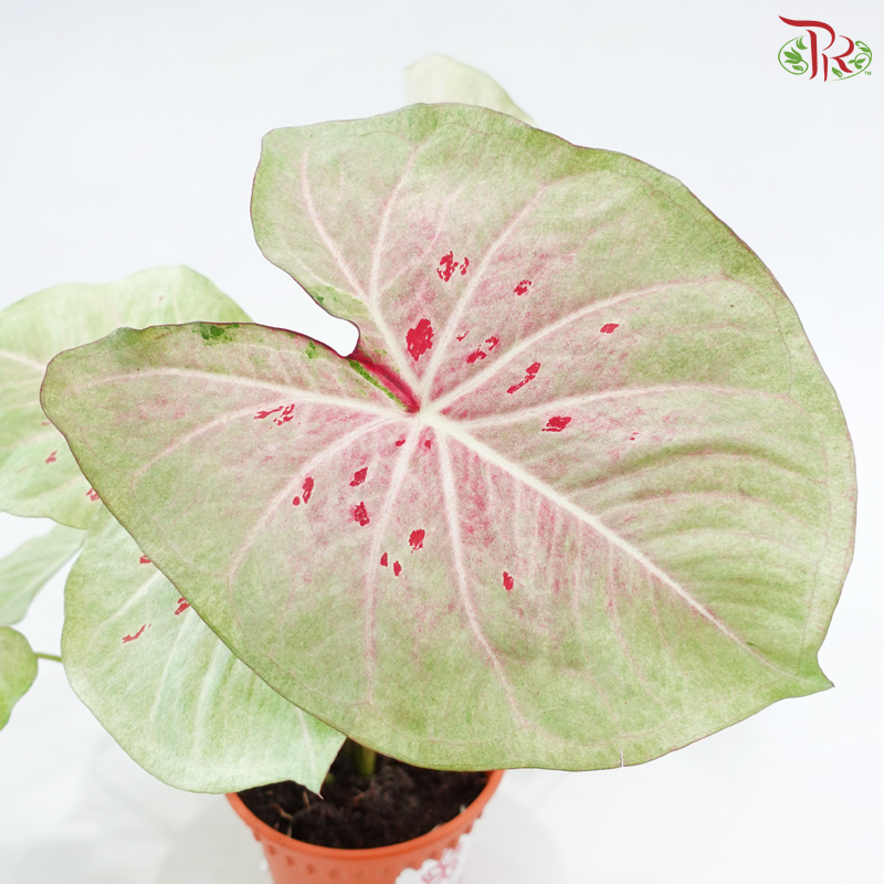 Caladium Pink Lady《彩芋》