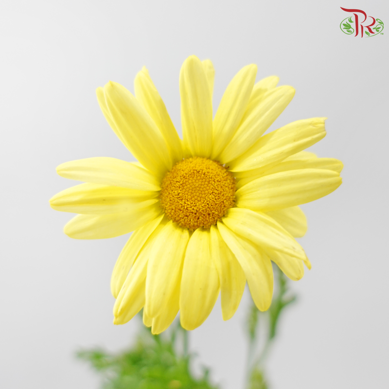 Leucanthemum