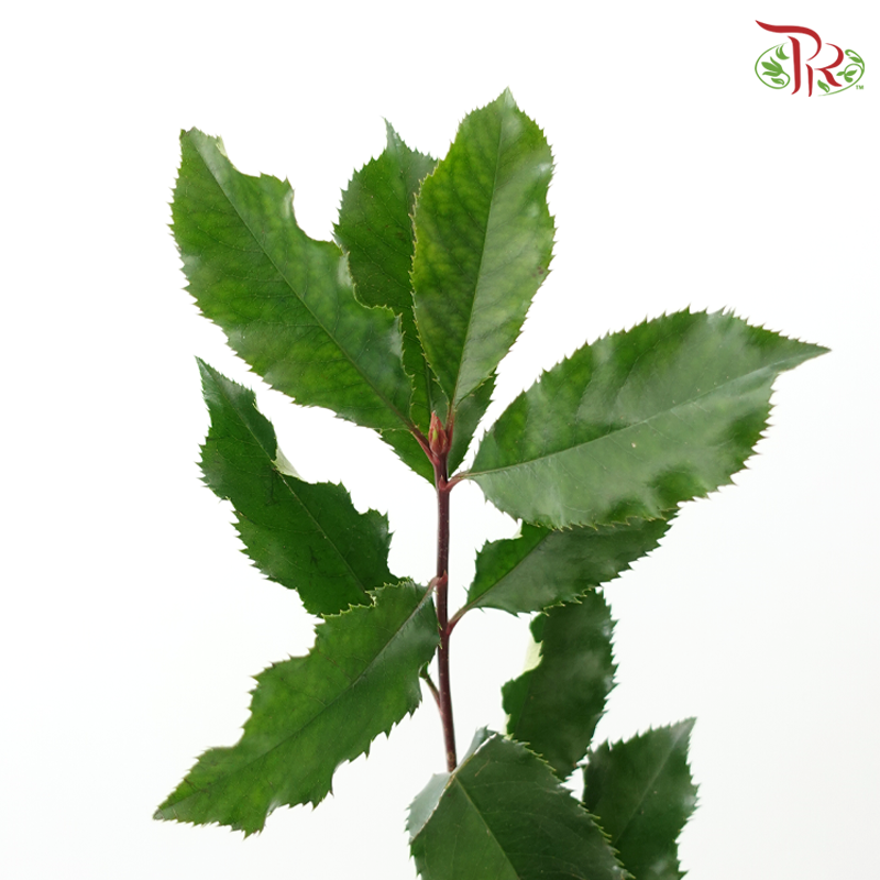 Photinia Red Leaf