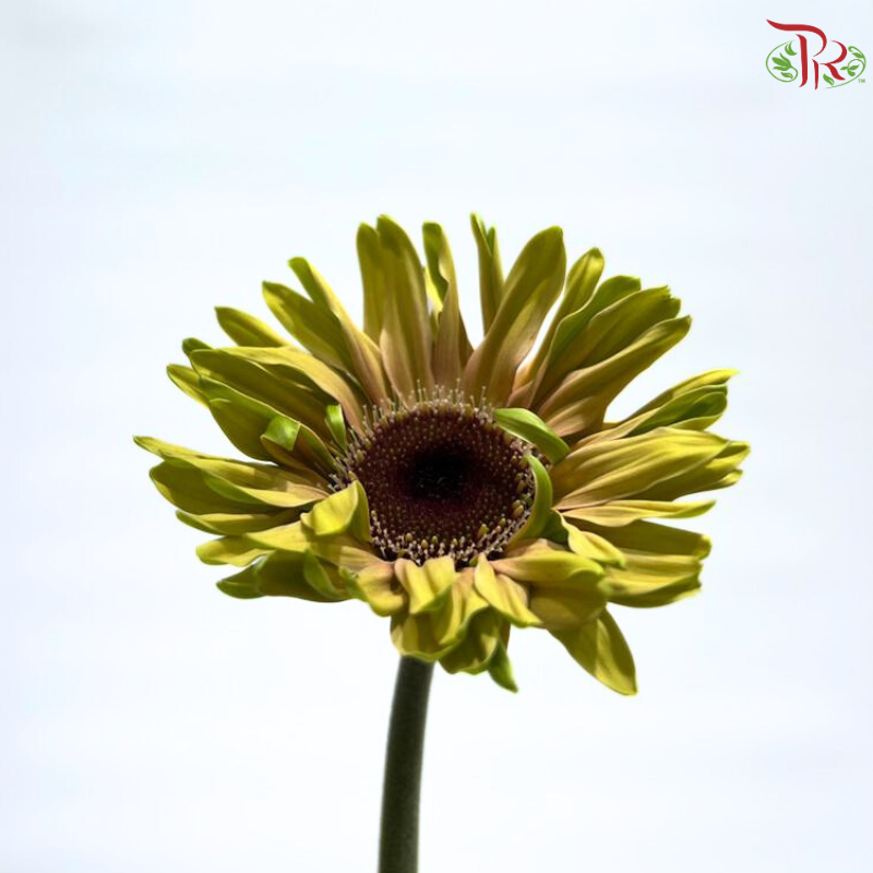 Gerbera Gemini / Pasta