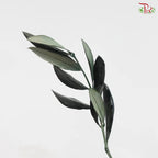 Olive Leaf Preserved - Dyed Dark Green (Per Bunch)