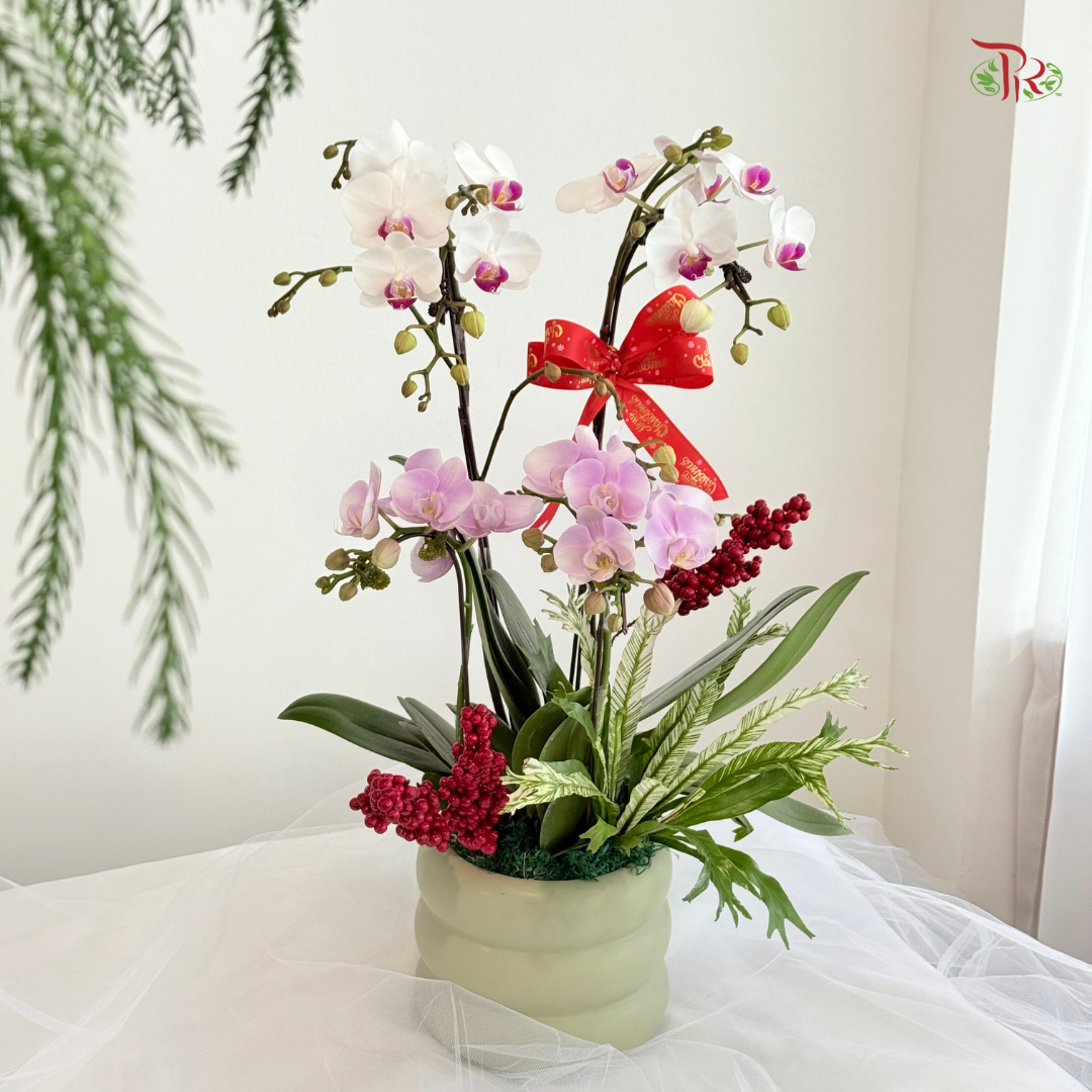 【XMAS 2025】Twin Orchids of Noel 双兰迎圣诞