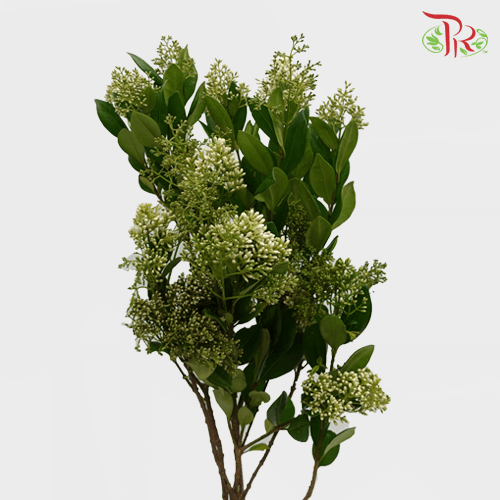 Ficus Benjamina - Pudu Ria Florist