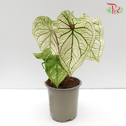 Caladium Debutante《五彩芋》 - Pudu Ria Florist