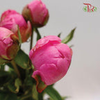 Peony - Orchid Pink (5 Stems) *** Fragile - Pudu Ria Florist