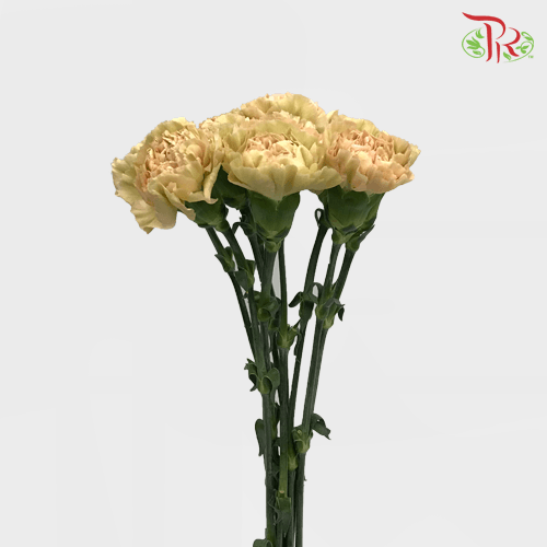 Carnation - Caramel (10 Stems) - Pudu Ria Florist