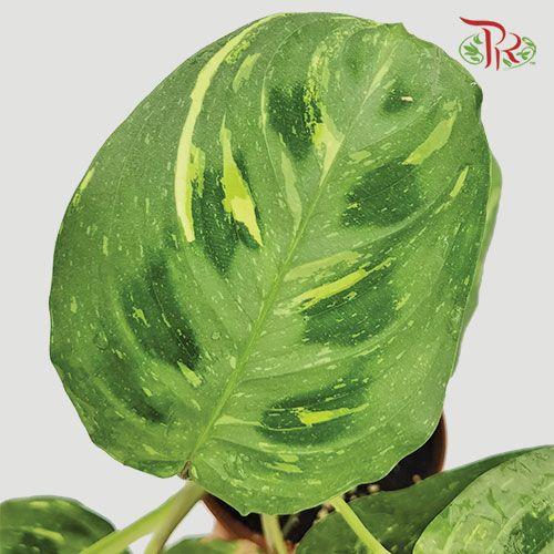 Maranta Kerchoveana Variegata  《洒金豹纹竹芋》 - Pudu Ria Florist