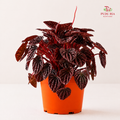 Peperomia Caperata Red J01