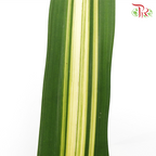 Pandan Leaf (M) - Pandanus Tone - Pudu Ria Florist