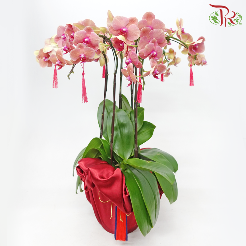 3in1 Medium Orchid Special Deal Arrangement (With Color Options)-Orange-Pudu Ria Florist-prflorist.com.my