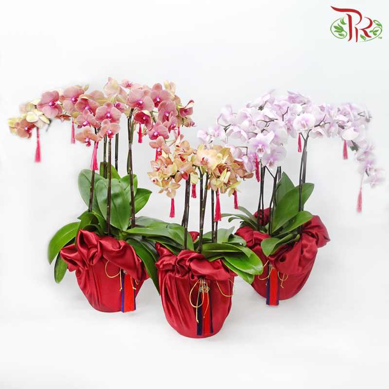 3in1 Medium Orchid Special Deal Arrangement (With Color Options)-Pudu Ria Florist-prflorist.com.my