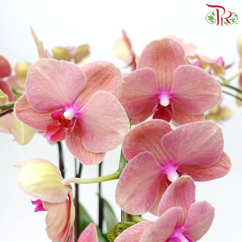 3in1 Medium Orchid Special Deal Arrangement (With Color Options)-Pudu Ria Florist-prflorist.com.my