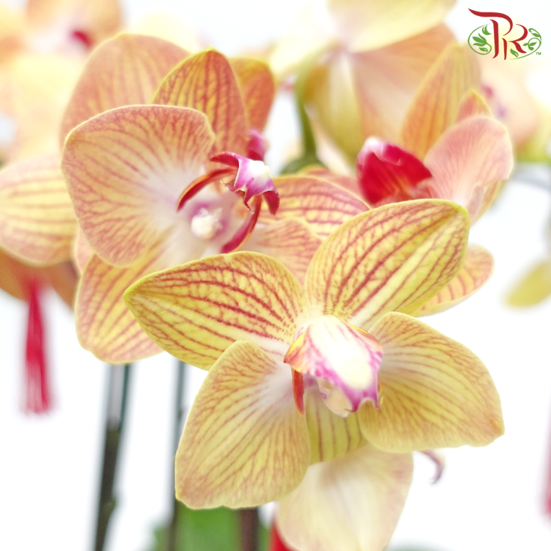 3in1 Medium Orchid Special Deal Arrangement (With Color Options)-Pudu Ria Florist-prflorist.com.my
