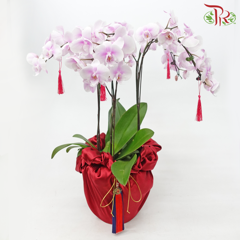3in1 Medium Orchid Special Deal Arrangement (With Color Options)-Whitish Pink-Pudu Ria Florist-prflorist.com.my