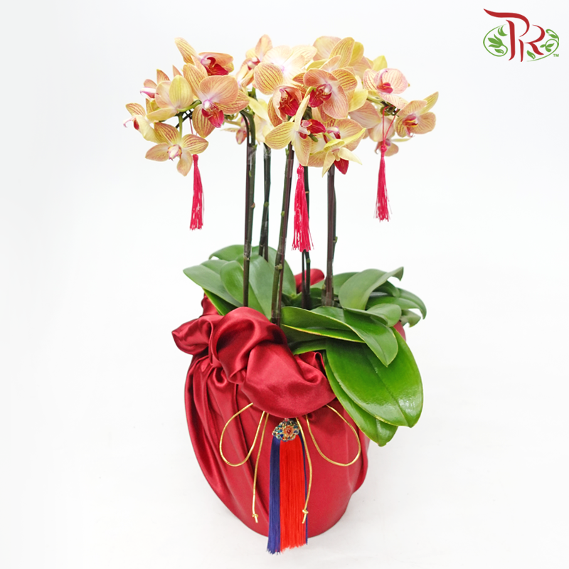 3in1 Medium Orchid Special Deal Arrangement (With Color Options)-Yellow With Stripes-Pudu Ria Florist-prflorist.com.my